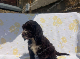Cockerpoo puppies