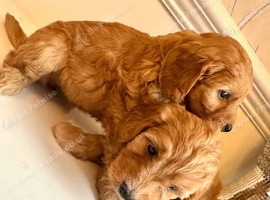 Cavapoo Girl Puppies