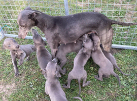 Blue whippet puppy&rsquo;s