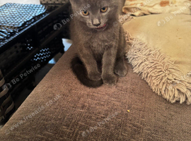 3 kittens looking for new home