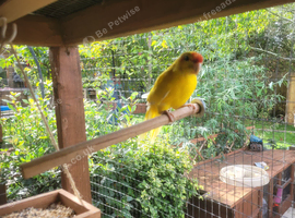 Kakariki yellow and pied
