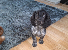 Beautiful blue roan cocker spaniel