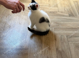 2 boy kittens