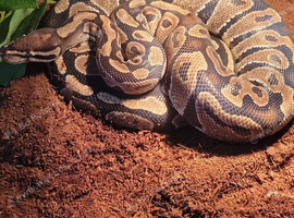 Royal python