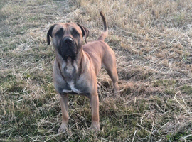 Bruno looking for new home