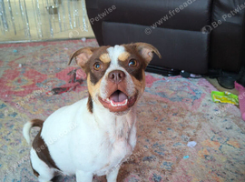 Frenchie cross jack
