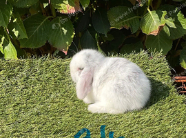 Pure bred mini lops .5 girls 3 boys .