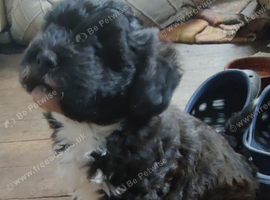 Stunning male pup  poodle cross