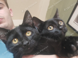 2x Black Kittens