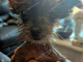 Three month old hairless chinese crested.