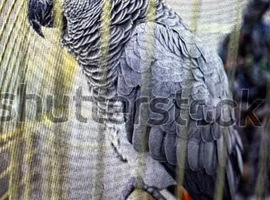 Tamed African parrot in london