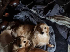 My Millie & Mollie