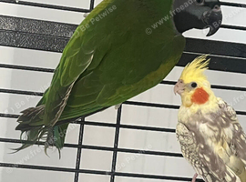 Baby Derbyan parrot for sale