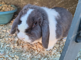 Mini lop girl blue VM/split