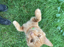 Maine coone/ tortishell kitten