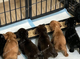 Cocker spaniel puppies