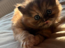 Persian x ragdoll