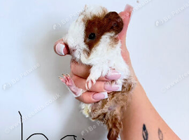 Baby guinea pigs for sale