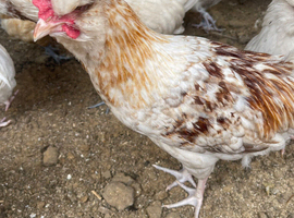 3 bantam mix  cockerels