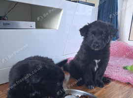 1 GIRL AVAILABLE shollie puppies