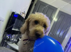 F1B female labradoodle