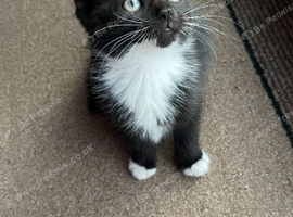 1 Black & White Female Kitten Left
