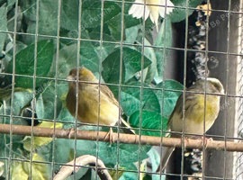 Variegated canary hens