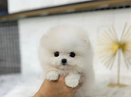 Beautiful Pomeranian puppies ready to leave now