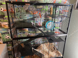 2 6month old boy gerbils with huge set up