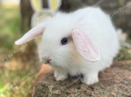 Adorable Lion Lop Bunnies (ready now) Looking for Their Forever Homes