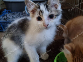 Male kitten ready now