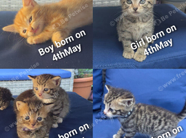 Beautiful Ginger and grey tabby kittens for sale 1 girl 4 boys