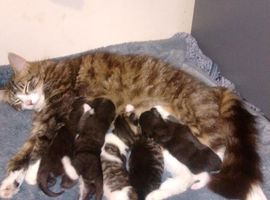 Kittens