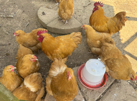 Buff Orpington (Large Fowl) Hatching eggs x 6 eggs