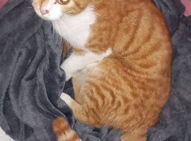 Female cat