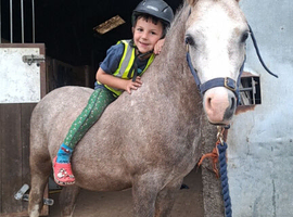 Stunning 3 yr old gelding