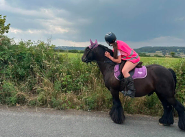 Beautiful black gelding cob