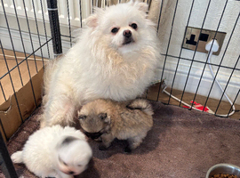 Teddy bear face puppy Pomeranian