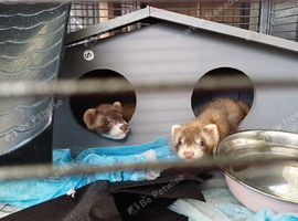 Ferret kits