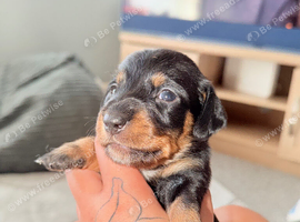 Dachshund puppies