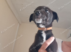 Saluki gray