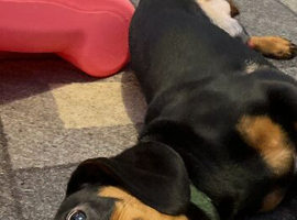 8 month old male Black and Tan