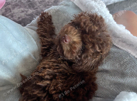 Chocolate toy poodle female