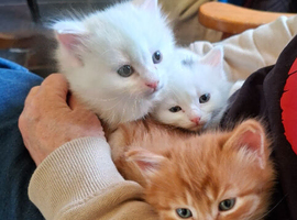 Gorgeous little fluff  balls