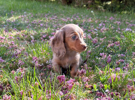 Long haird mini Dachshund puppies