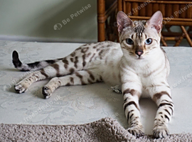 Stunning Snow Bengal Queen Active Reg