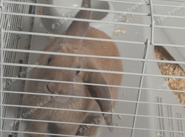 Peaches the rabbit