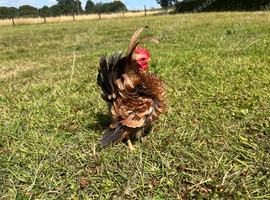 4 month old Serama Cockerel looking for a new home