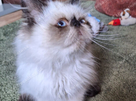 Stunning persian colour point