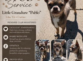 Little grandure Pablo